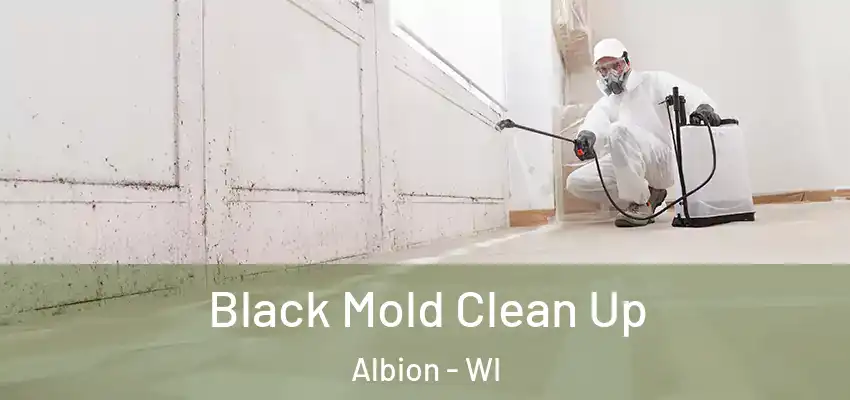  Black Mold Clean Up Albion - WI