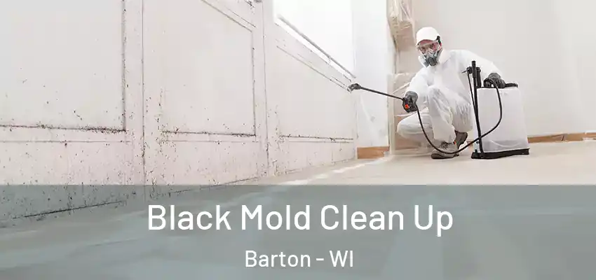  Black Mold Clean Up Barton - WI