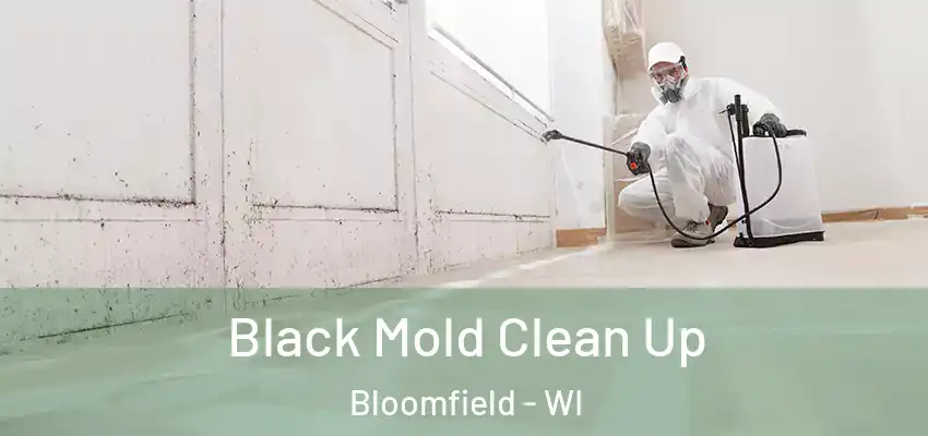  Black Mold Clean Up Bloomfield - WI