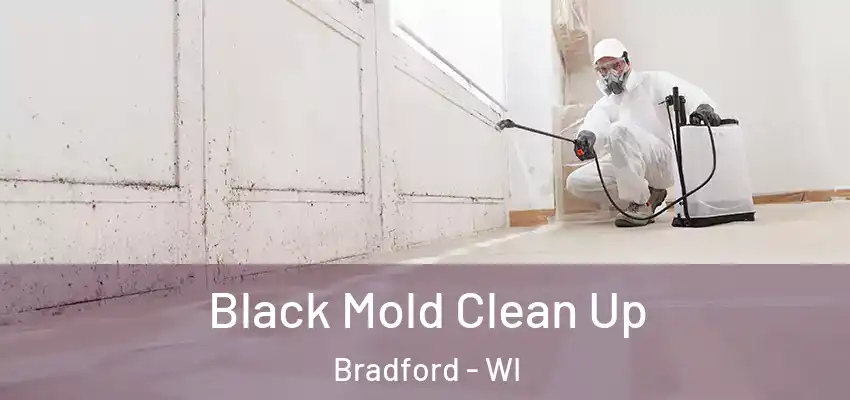 Black Mold Clean Up Bradford - WI