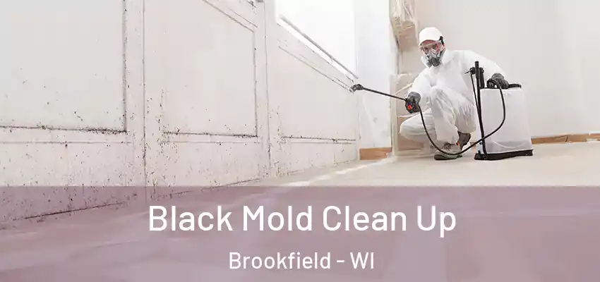  Black Mold Clean Up Brookfield - WI