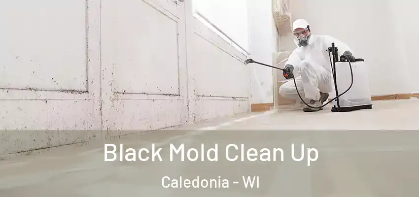  Black Mold Clean Up Caledonia - WI