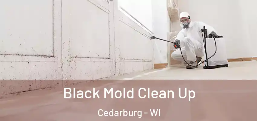 Black Mold Clean Up Cedarburg - WI