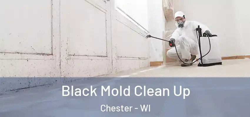  Black Mold Clean Up Chester - WI