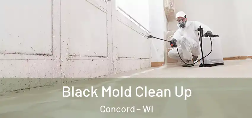 Black Mold Clean Up Concord - WI