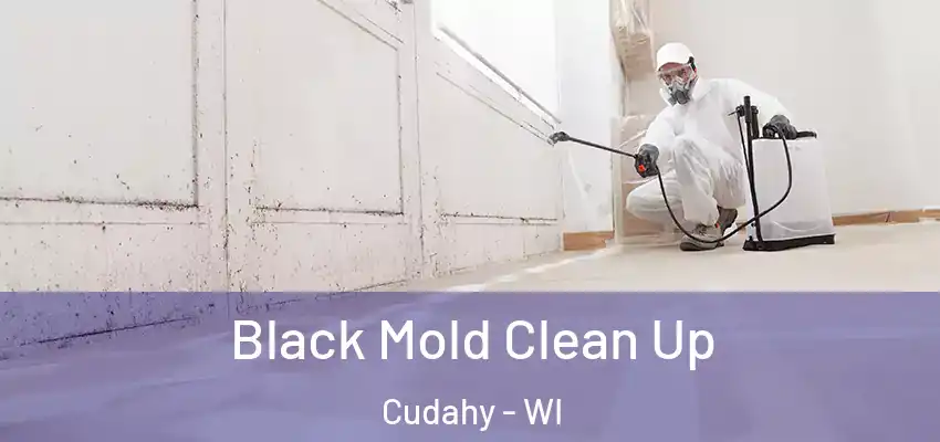 Black Mold Clean Up Cudahy - WI
