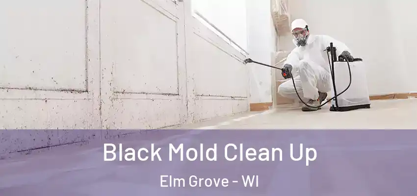  Black Mold Clean Up Elm Grove - WI