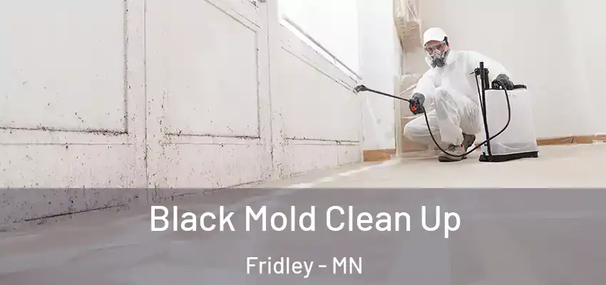  Black Mold Clean Up Fridley - MN