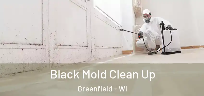  Black Mold Clean Up Greenfield - WI