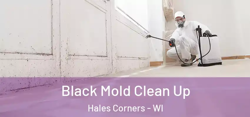  Black Mold Clean Up Hales Corners - WI