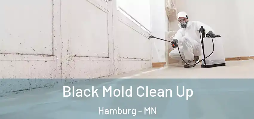  Black Mold Clean Up Hamburg - MN