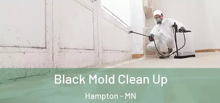 Black Mold Clean Up Hampton - MN