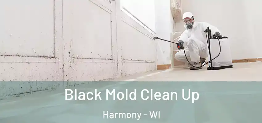  Black Mold Clean Up Harmony - WI