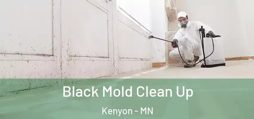  Black Mold Clean Up Kenyon - MN