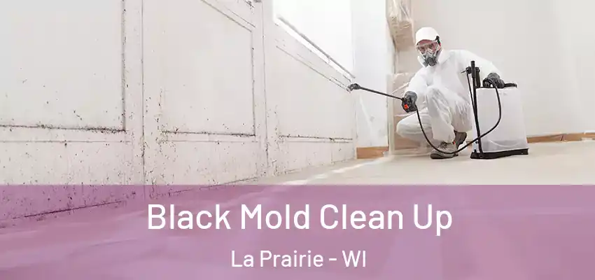  Black Mold Clean Up La Prairie - WI