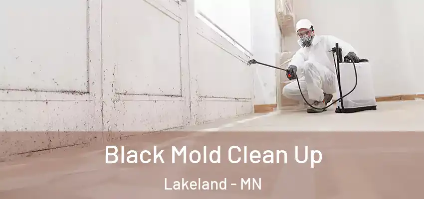  Black Mold Clean Up Lakeland - MN