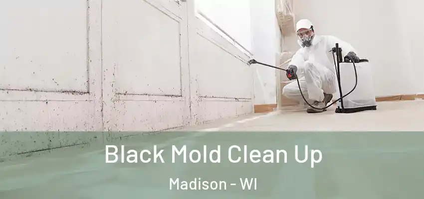  Black Mold Clean Up Madison - WI