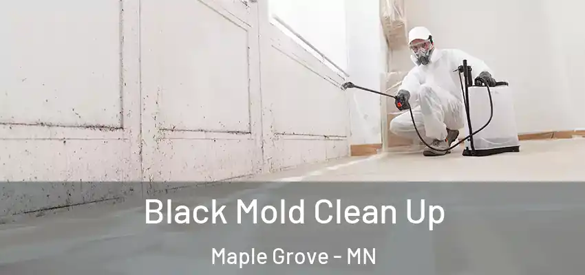  Black Mold Clean Up Maple Grove - MN