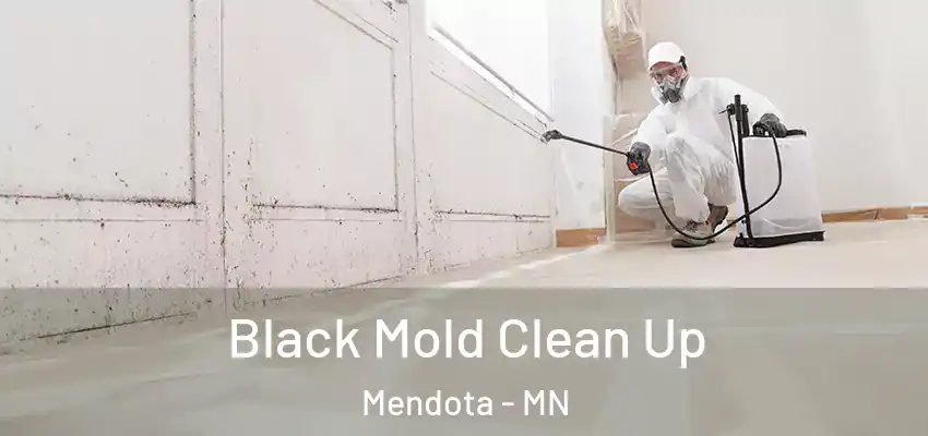  Black Mold Clean Up Mendota - MN