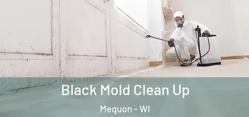  Black Mold Clean Up Mequon - WI