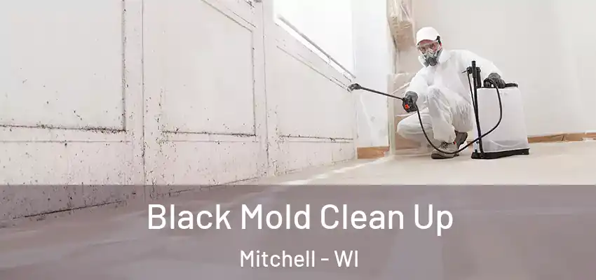 Black Mold Clean Up Mitchell - WI