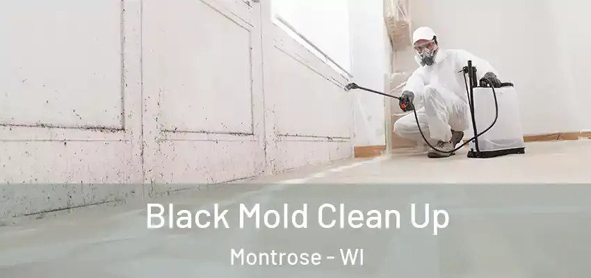  Black Mold Clean Up Montrose - WI