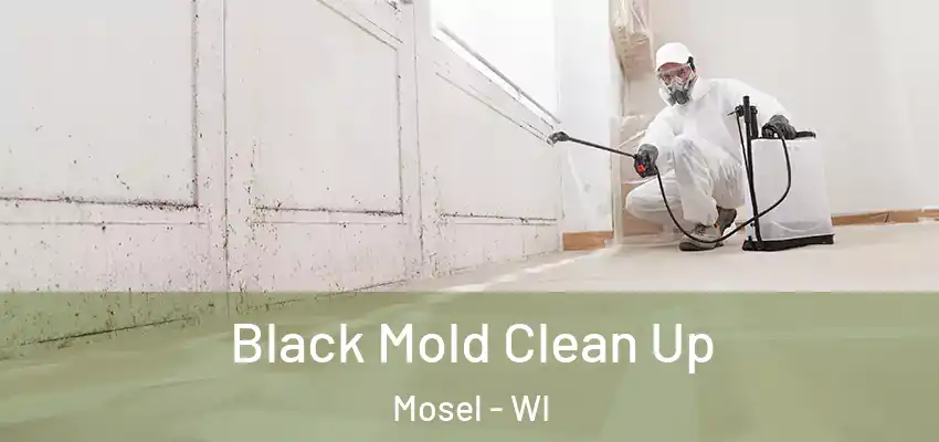  Black Mold Clean Up Mosel - WI
