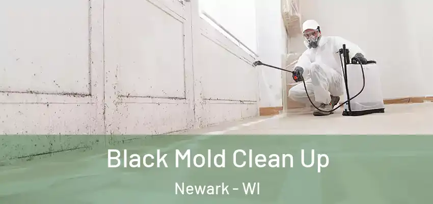  Black Mold Clean Up Newark - WI