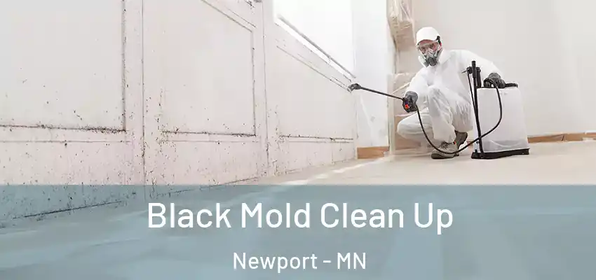  Black Mold Clean Up Newport - MN