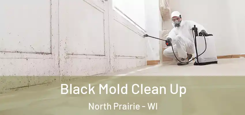  Black Mold Clean Up North Prairie - WI