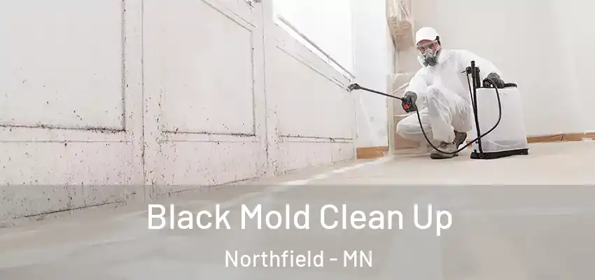  Black Mold Clean Up Northfield - MN