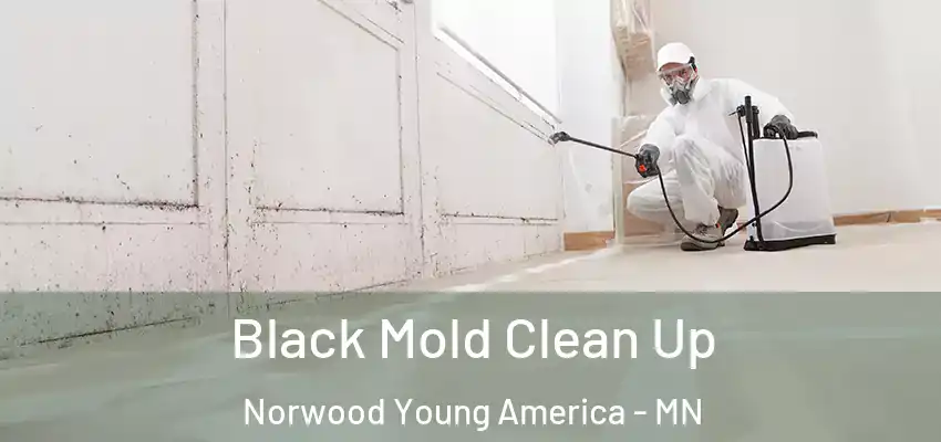  Black Mold Clean Up Norwood Young America - MN