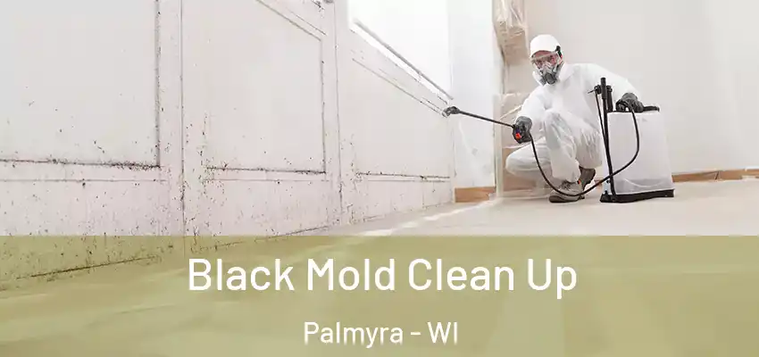  Black Mold Clean Up Palmyra - WI