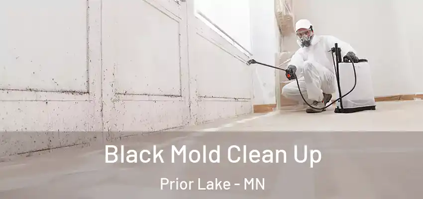  Black Mold Clean Up Prior Lake - MN