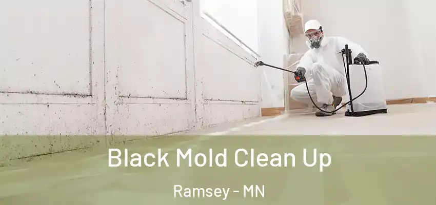  Black Mold Clean Up Ramsey - MN