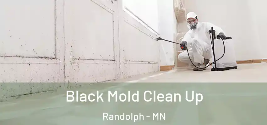  Black Mold Clean Up Randolph - MN