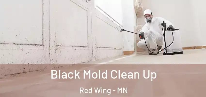  Black Mold Clean Up Red Wing - MN