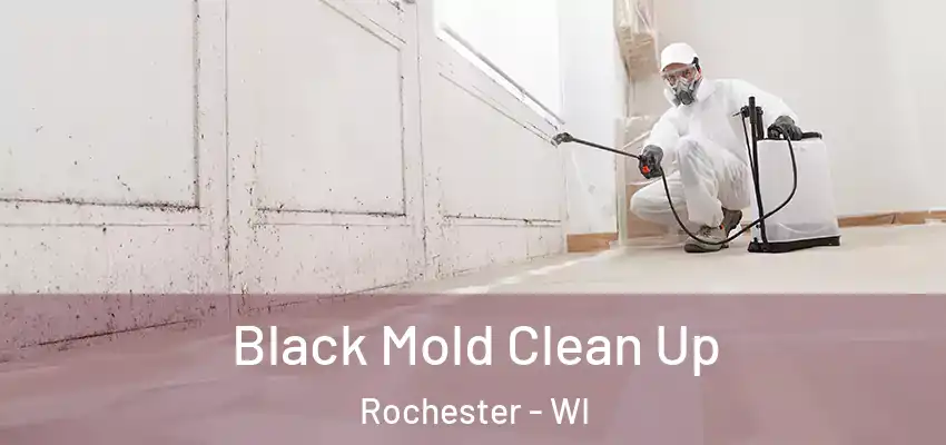  Black Mold Clean Up Rochester - WI