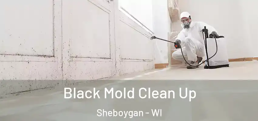  Black Mold Clean Up Sheboygan - WI