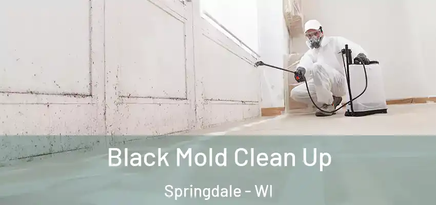 Black Mold Clean Up Springdale - WI