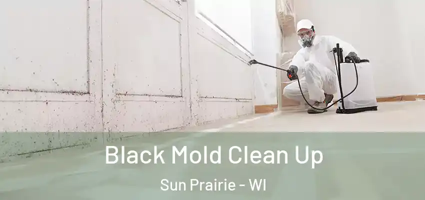  Black Mold Clean Up Sun Prairie - WI