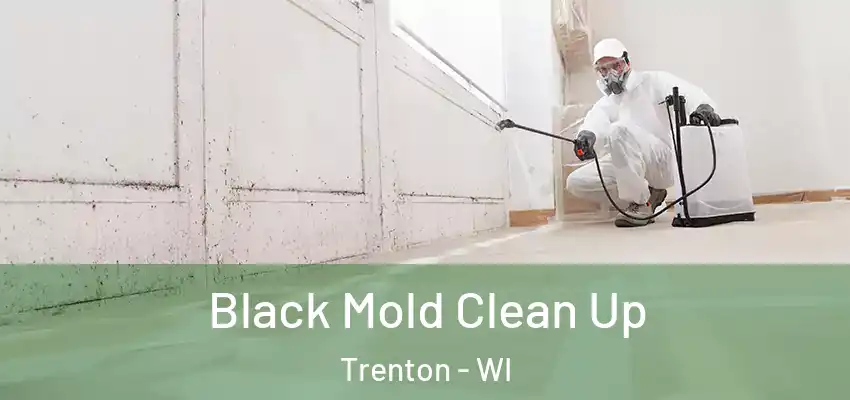  Black Mold Clean Up Trenton - WI
