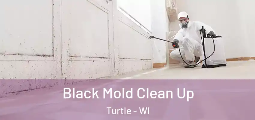 Black Mold Clean Up Turtle - WI