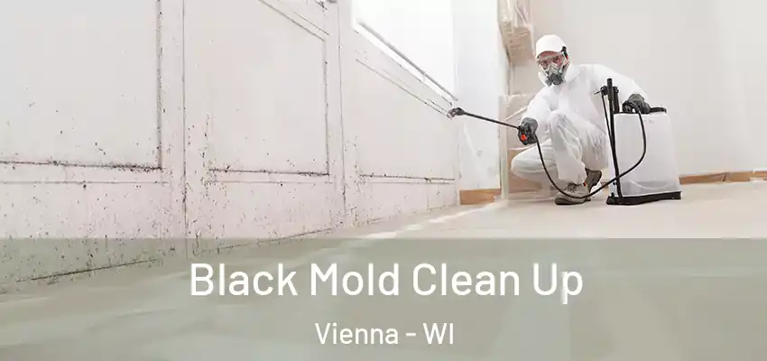  Black Mold Clean Up Vienna - WI