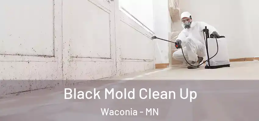  Black Mold Clean Up Waconia - MN