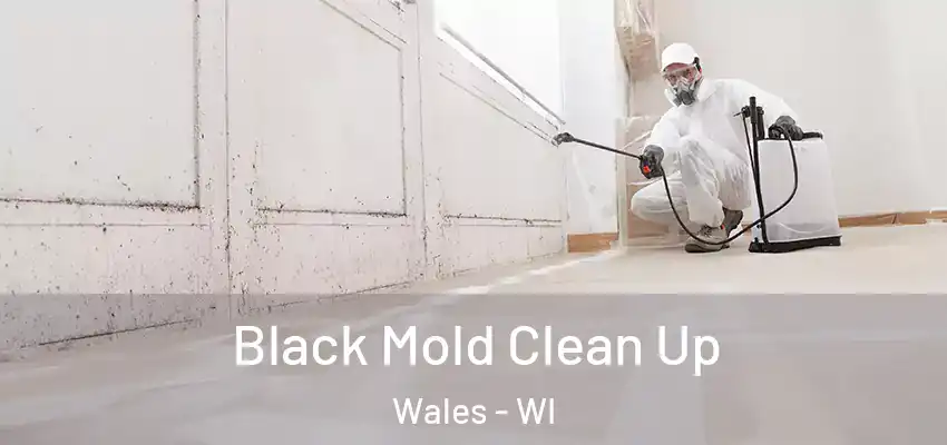  Black Mold Clean Up Wales - WI