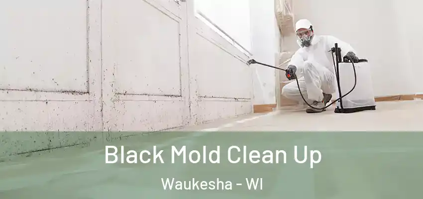  Black Mold Clean Up Waukesha - WI