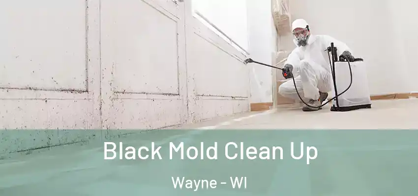 Black Mold Clean Up Wayne - WI