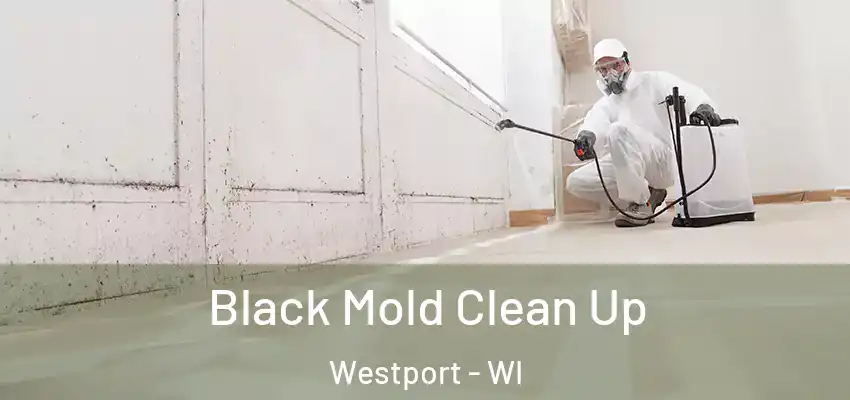  Black Mold Clean Up Westport - WI