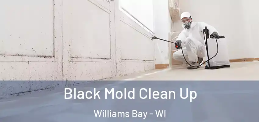  Black Mold Clean Up Williams Bay - WI
